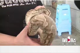 养 #宠物不走寻常路！市民买来#球蟒被罚4.5万元损害赔偿金。视频封面