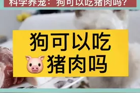 为什么我们很少看到猪肉配方的狗粮，狗能吃猪肉吗？今天吃五花肉，就和大家聊聊这个问题#科学养宠攻略