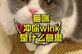 猫咪冲你wink是什么意思？#猫咪 #喵星人 #科普知识 