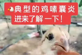 #鸡嗉囊炎 #养鸡知识分享 #禽病诊断 #科学养鸡 #禽病技术指导#土鸡 #散养鸡