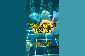 金鱼头瘤白点什么情况#金鱼 #泰狮 #兰寿#观赏鱼#水族箱#白点病 #绿苔清水