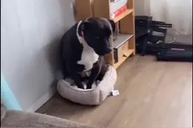 狗子：连容身之地都不能给我！#猫咪欺负狗的程度能多大 #娱乐评论大赏视频封面