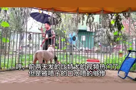 #成都训犬 #猛犬特训营 狗不教，人之过。#猛犬保镖视频封面