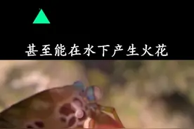 世界上最凶猛的虾，在水下都能打出火花#黑科技 #涨知识 #dou出新知视频封面