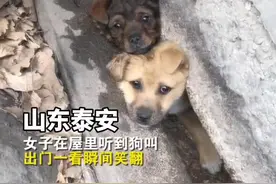 两只狗齐刷刷卡在墙缝，无辜的眼神笑翻网友，最后解救了！视频封面