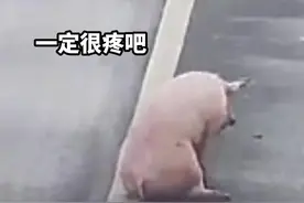 #司机高速捡猪被扣12分罚款200 本以为捡到个大便宜，这下亏大发了视频封面