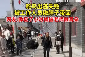 2月20日，安徽阜阳。#景区鸵鸟出逃失败被揪着脖子带回 网友：被扼住了命运的咽喉，又怎么可能自由？