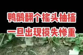 鸭鹅翻个摇头晃脑抽搐拉绿便，一旦出现损失惨重，您家里有这样的吗#鸡鸭鹅养殖 #养鸭 #养鹅 #禽病防治 视频封面