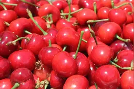 易县这个地方有3000亩樱桃园！#易县 #美食 #采摘视频封面