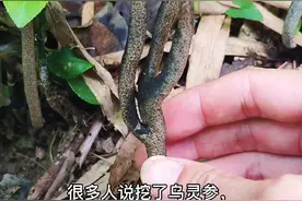 只有不生长鸡枞的白蚁巢才有可能生长出乌灵参#乌灵参#健康养生@抖音广告助手 