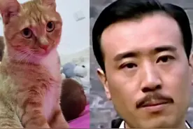 居然朝我家猫吐口水…… #橘猫