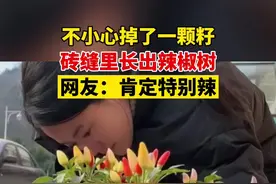 不小心掉了一颗籽，砖缝里长出辣椒树，网友：肯定特别辣视频封面