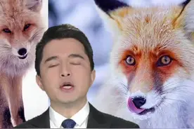 新疆旅游遇到狐狸，不要去投喂！#大v快评 #海米提正能量 #海米提 #海米提工作室 视频封面