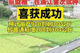 袁隆平试验田“巨型稻”在建德挂穗，亩产900到1000公斤，禾下乘凉梦成为现实
