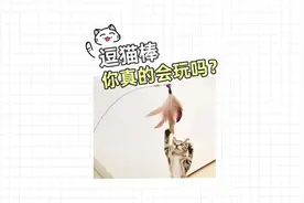 怎么逗猫更爽？把逗猫棒玩出灵魂~

#科学养宠攻略 #新手养猫