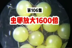 第106集 虫卵放大1600倍，没想到居然这么好看#虫卵#涨知识 #显微镜下神奇的世界 #科普 #农业#生物