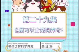 仓鼠篇第29集：仓鼠可以合笼饲养吗？#金丝熊 #仓鼠 #金丝熊宝宝视频封面