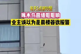 每天5点被吵醒！业主气急欲报警震楼器扰民竟是啄木鸟凿墙视频封面