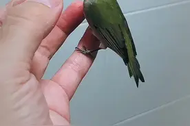 浅谈绣眼 原毛#绣眼鸟 #鸟