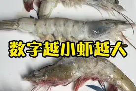 大虾盒子上的数字表示每公斤所包含的虾的数量，肯定是数学越小，虾越大啦！别再搞错啦！#抖音好物年货节 #山货上头条