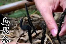 乌灵参是什么，怎样才能找到#乌灵参 #大自然的馈赠