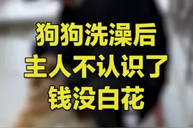河北保定， #狗子洗完澡后主人不认识了 ，大爷一直以为自家小狗是黑色的，洗完澡后突然变白，缓了好久才接受事实！视频封面