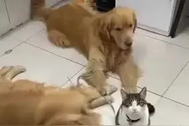 #被狗带大的猫视频封面