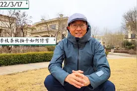 月季枝条被抽干该如何修剪#月季#修剪#下雪了#橘子陈#抖音小助手视频封面