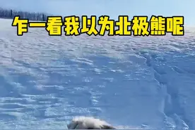 真的是由衷的快乐了#萌宠出道计划 #爱宠游 #宠物包机 @爱宠游V霸 @长白山鲁能瑞士酒店度假村视频封面