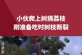 小伙爬上树摘荔枝，刚准备吃时树枝断裂#万万没想到 #路人视角 视频封面