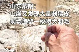 崖上又现大量刺猬皮 山东蒙阴：山崖又发现大量刺猬皮，现场遗留一枚特大羽毛！#神奇动物在抖音 #野生鸟类摄影 #野外户外视频封面