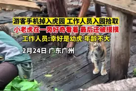 游客的手机不小心掉入虎园，工作人员帮忙拾取...素材@猫科观察视频封面