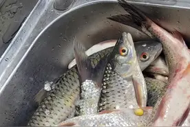 钓红眼的重点来了，记得收藏！不要老是再问我饵料了！很多环节，比饵料更重要！#红眼刺眼鳟钓法#红眼刺眼鳟饵料#怎么钓红眼鱼刺眼鳟