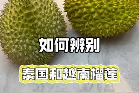 一个视频教你区分泰国金枕和越南金枕 #榴莲 #泰国榴莲 #越南榴莲 #双11在抖音商城买什么 #双11零食抢先囤