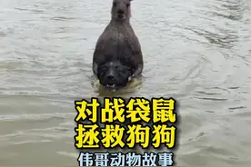 为了救狗狗和袋鼠打架，袋鼠有多猛？#人与动物和谐共处 #治愈系 #万物皆有灵性视频封面