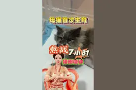 猫咪第一次产崽并且还难产，本就不富裕的家庭雪上加霜 但是我猫圈稳婆喵手回春，且看我这波力挽狂澜6不6，最终战绩7-0！画面经过处理，老少皆宜，打码版#铲屎官日记 #养猫经验分享 #猫咪的迷惑行为 #猫咪生产视频封面