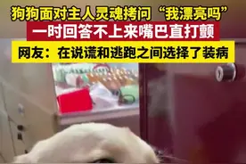 狗狗面对主人灵魂拷问“我漂亮吗”，一时回答不上来嘴巴直打颤。@小鸡毛奶贝