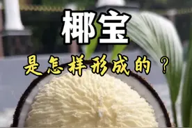 椰子是怎样繁殖的以及椰宝的形成过程。#知识科普 #椰子#椰宝#植物科普