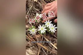 九节菖蒲和石菖蒲的区别 @甘肃老嘎专营店 #九节菖蒲和石菖蒲很多兄弟都分不清楚，今天这个视频给大家分辨清楚，以后就不会再有误区了#农村生活 #采药人 #识百草 #九节菖蒲