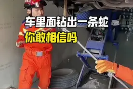 从车里面钻出一条蛇，你敢相信吗？#汽车知识 #每天一个用车知识