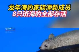 近日，山东烟台。这8只斑海豹全部是人工繁育，4只雄性，4只雌性，最大的接近20天，最小的刚出生1天。#动物视频封面