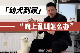 狗狗晚上乱叫扰民怎么办？ #新手养狗 #萨摩耶 #狗狗乱叫 #狗狗乱叫怎么办视频封面