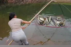 农村大姐户外捕鱼，收获满满，在农村的一天有多幸福 #户外捕鱼 #捞鱼也是技术活 #在农村小河沟里抓鱼 #山里姑娘 #在农村的一天有多幸福视频封面