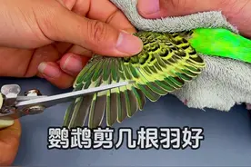 给虎皮鹦鹉剪羽#科学养宠攻略 #养鸟经验分享 #鹦鹉小白 #铲屎官的乐趣 #好物推荐🔥