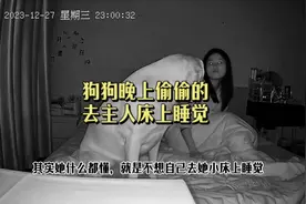 狗狗非要偷偷的跟主人一起在床上睡#监控下的一幕