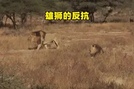 四头雄狮组成的强大联盟遇到实力更强的对手，双方发生激烈冲突视频封面