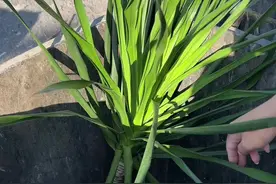 龙血树烂了不要扔，扦插一下又生根了#龙须树#养花小知识#花卉绿植视频封面