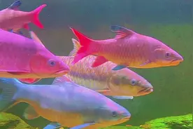 鱼缸可以被打造成自然景观的缩影，底部铺上沙子、小石子视频封面