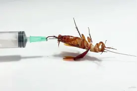 把空气注射进蟑螂体内！会发生什么事？#蟑螂 #趣味实验
