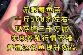 大量赤眼鳟鱼苗，现货三千万尾，未来三年养殖，行情都非常不错，目前也有15-17元一斤，如果你有大面积的，鱼塘、山塘、水库的，无论是精养还是混养，都能在原来的基础上提升效益#赤眼鳟鱼苗 #红眼鳟鱼苗 #赤眼鳟鱼苗养殖基地 #红眼斑鳟鱼苗